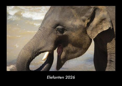 Tobias Becker: Elefanten 2026 Fotokalender DIN A3, Kalender