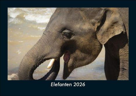 Tobias Becker: Elefanten 2026 Fotokalender DIN A5, Kalender