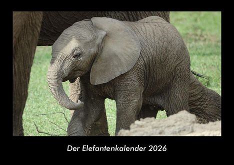 Tobias Becker: Der Elefantenkalender 2026 Fotokalender DIN A3, Kalender