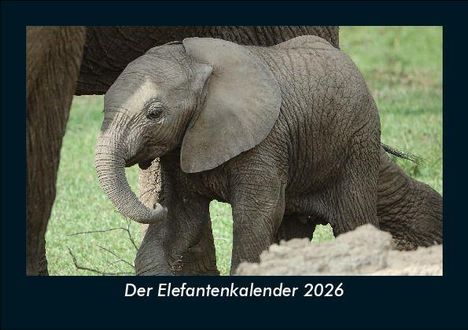 Tobias Becker: Der Elefantenkalender 2026 Fotokalender DIN A5, Kalender