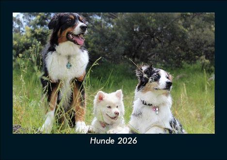 Tobias Becker: Hunde 2026 Fotokalender DIN A5, Kalender
