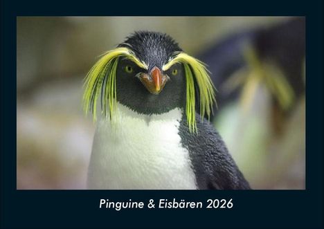 Tobias Becker: Pinguine & Eisbären 2026 Fotokalender DIN A4, Kalender