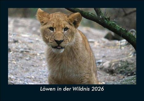 Tobias Becker: Löwen in der Wildnis 2026 Fotokalender DIN A5, Kalender