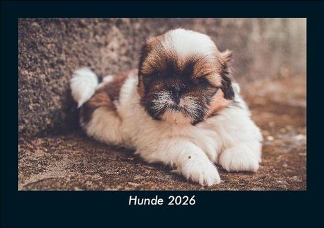 Tobias Becker: Hunde 2026 Fotokalender DIN A5, Kalender