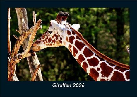Tobias Becker: Giraffen 2026 Fotokalender DIN A5, Kalender