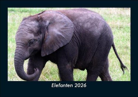 Tobias Becker: Elefanten 2026 Fotokalender DIN A5, Kalender