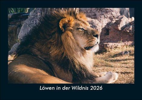 Tobias Becker: Löwen in der Wildnis 2026 Fotokalender DIN A5, Kalender