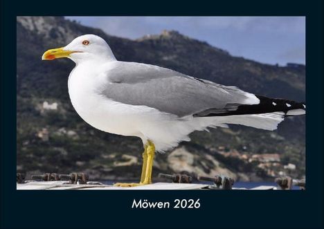 Tobias Becker: Möwen 2026 Fotokalender DIN A4, Kalender