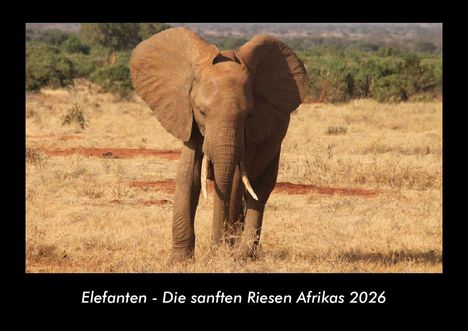 Tobias Becker: Elefanten - Die sanften Riesen Afrikas 2026 Fotokalender DIN A3, Kalender