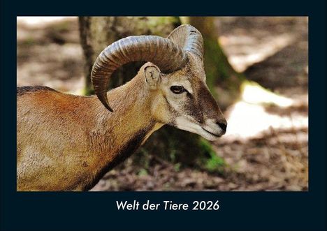 Tobias Becker: Welt der Tiere 2026 Fotokalender DIN A4, Kalender