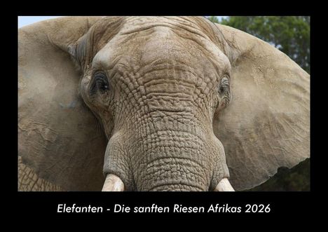 Tobias Becker: Elefanten - Die sanften Riesen Afrikas 2026 Fotokalender DIN A3, Kalender