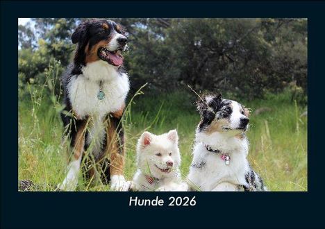 Tobias Becker: Hunde 2026 Fotokalender DIN A5, Kalender