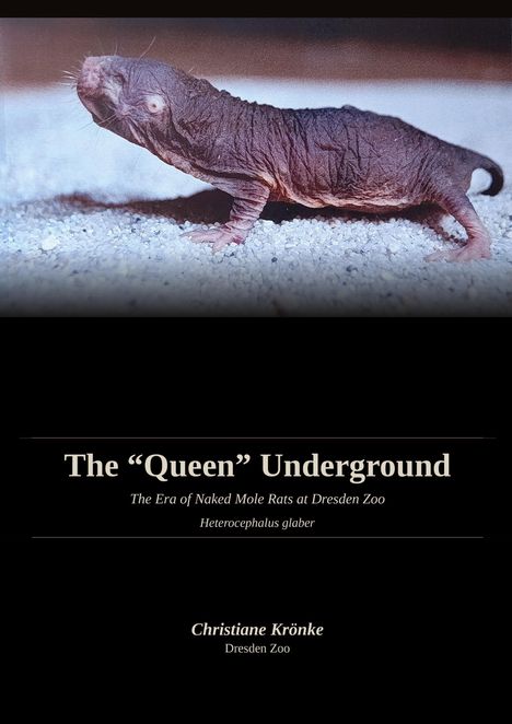 "The 'Queen' Underground. The Era of Naked Mole Rats at Dresden Zoo. Heterocephalus glaber. Christiane Krönke, Dresden Zoo. Es zeigt eine Nacktmull, ein haarloses Tier mit faltiger Haut, das auf Kies läuft."