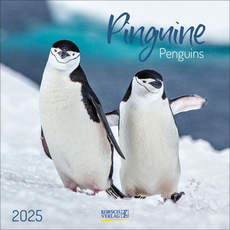 Pinguine 2025, Kalender