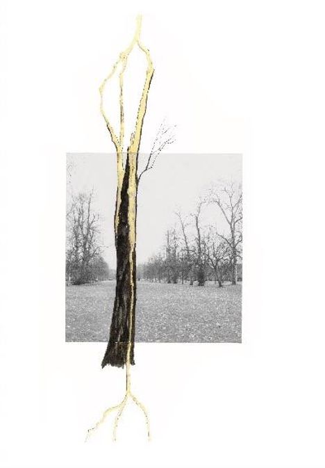 Giuseppe Penone. Thoughts in the Roots, Buch