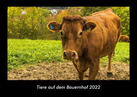 Tobias Becker: Tiere auf dem Bauernhof 2022 Fotokalender DIN A3, Kalender