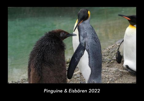 Tobias Becker: Pinguine &amp; Eisbären 2022 Fotokalender DIN A3, Kalender