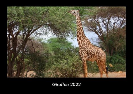 Tobias Becker: Giraffen 2022 Fotokalender DIN A3, Kalender