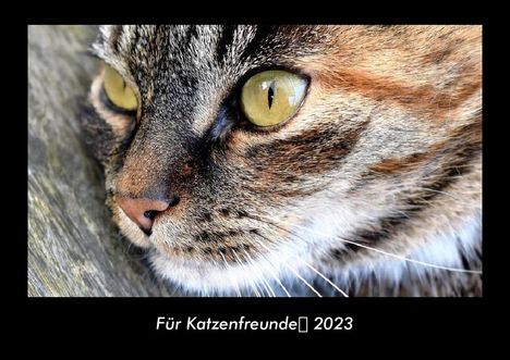 Tobias Becker: Für Katzenfreunde 2023 Fotokalender DIN A3, Kalender