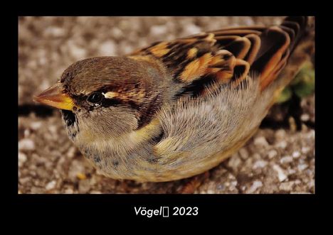 Tobias Becker: Vögel 2023 Fotokalender DIN A3, Kalender