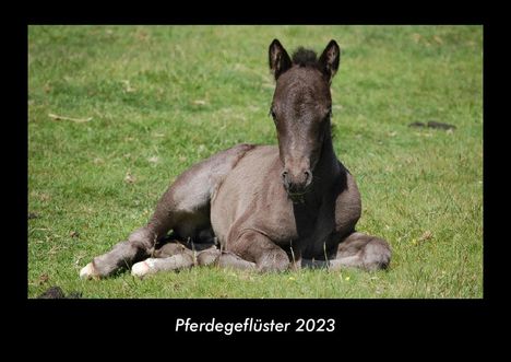 Tobias Becker: Pferdegeflüster 2023 Fotokalender DIN A3, Kalender