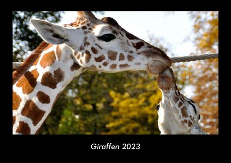 Tobias Becker: Giraffen 2023 Fotokalender DIN A3, Kalender