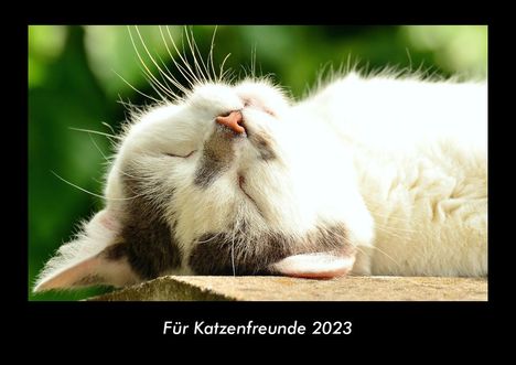 Tobias Becker: Für Katzenfreunde 2023 Fotokalender DIN A3, Kalender