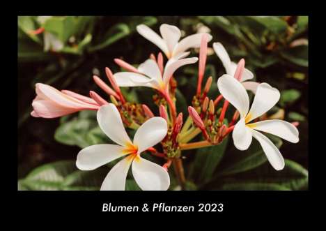 Tobias Becker: Blumen &amp; Pflanzen 2023 Fotokalender DIN A3, Kalender