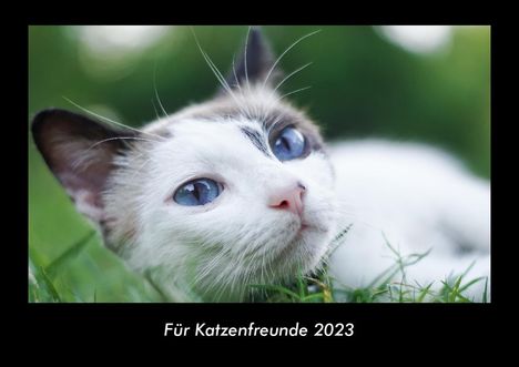 Tobias Becker: Für Katzenfreunde 2023 Fotokalender DIN A3, Kalender