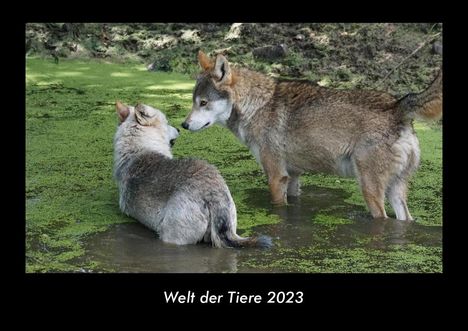 Tobias Becker: Welt der Tiere 2023 Fotokalender DIN A3, Kalender