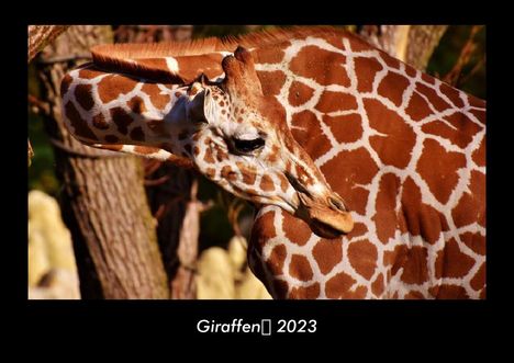 Tobias Becker: Giraffen 2023 Fotokalender DIN A3, Kalender