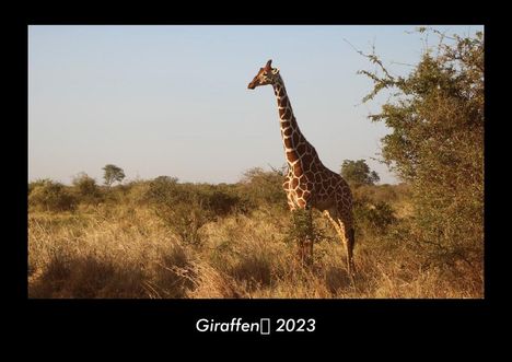 Tobias Becker: Giraffen 2023 Fotokalender DIN A3, Kalender