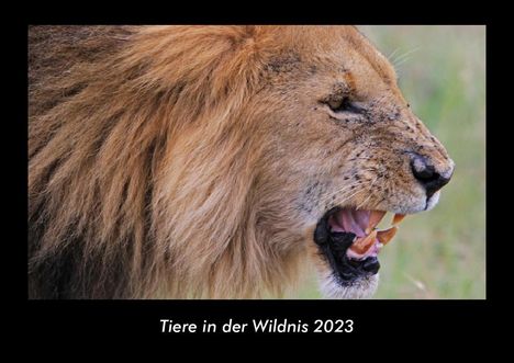 Tobias Becker: Tiere in der Wildnis 2023 Fotokalender DIN A3, Kalender