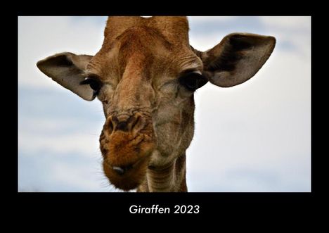 Tobias Becker: Giraffen 2023 Fotokalender DIN A3, Kalender