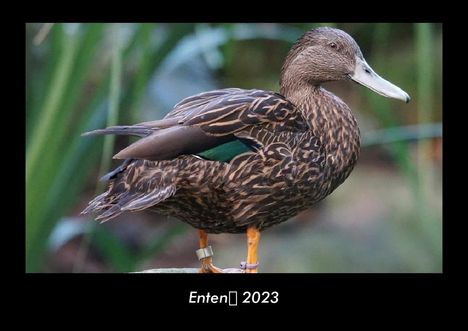 Tobias Becker: Enten 2023 Fotokalender DIN A3, Kalender