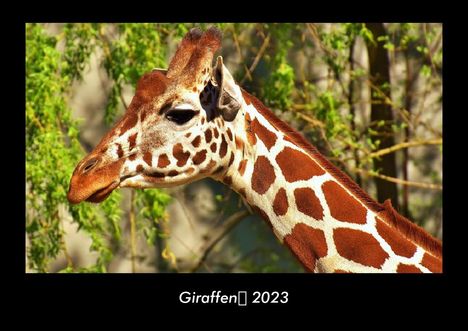 Tobias Becker: Giraffen 2023 Fotokalender DIN A3, Kalender