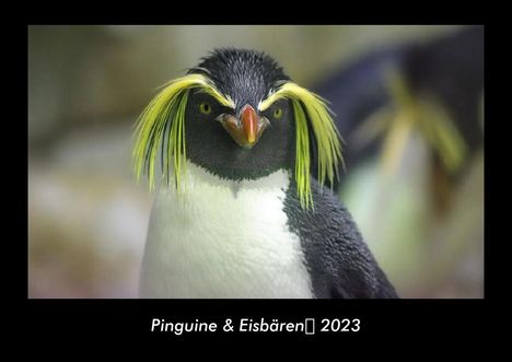 Tobias Becker: Pinguine &amp; Eisbären 2023 Fotokalender DIN A3, Kalender
