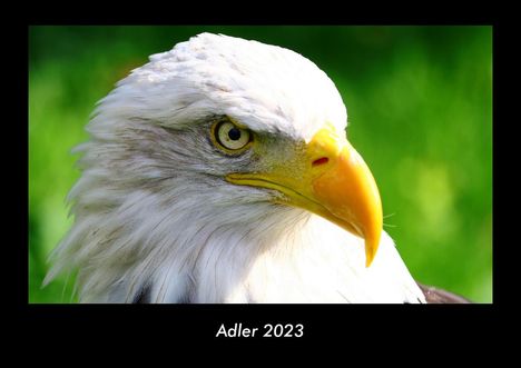 Tobias Becker: Adler 2023 Fotokalender DIN A3, Kalender