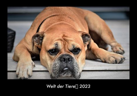 Tobias Becker: Welt der Tiere 2023 Fotokalender DIN A3, Kalender