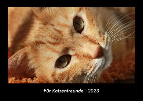 Tobias Becker: Für Katzenfreunde 2023 Fotokalender DIN A3, Kalender