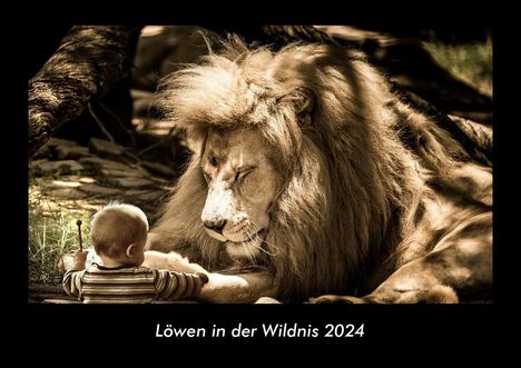 Tobias Becker: Löwen in der Wildnis 2024 Fotokalender DIN A3, Kalender