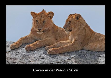 Tobias Becker: Löwen in der Wildnis 2024 Fotokalender DIN A3, Kalender