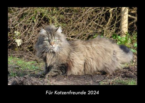 Tobias Becker: Für Katzenfreunde 2024 Fotokalender DIN A3, Kalender