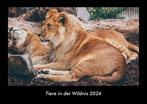 Tobias Becker: Tiere in der Wildnis 2024 Fotokalender DIN A3, Kalender