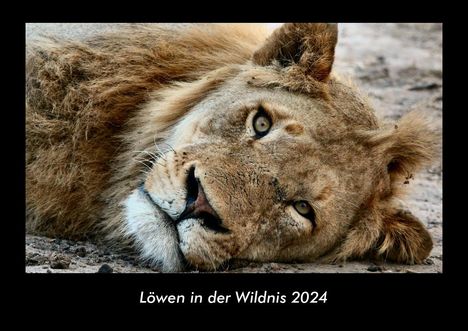 Tobias Becker: Löwen in der Wildnis 2024 Fotokalender DIN A3, Kalender