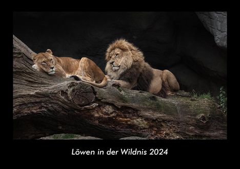 Tobias Becker: Löwen in der Wildnis 2024 Fotokalender DIN A3, Kalender