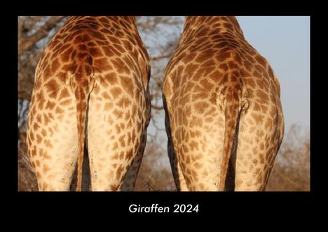 Tobias Becker: Giraffen 2024 Fotokalender DIN A3, Kalender