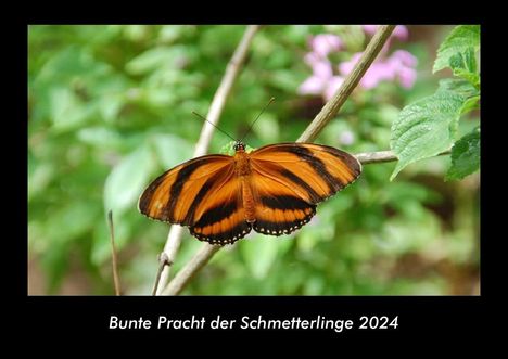 Tobias Becker: Bunte Pracht der Schmetterlinge 2024 Fotokalender DIN A3, Kalender