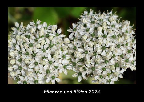 Tobias Becker: Pflanzen und Blüten 2024 Fotokalender DIN A3, Kalender