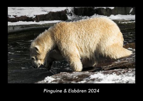 Tobias Becker: Pinguine &amp; Eisbären 2024 Fotokalender DIN A3, Kalender